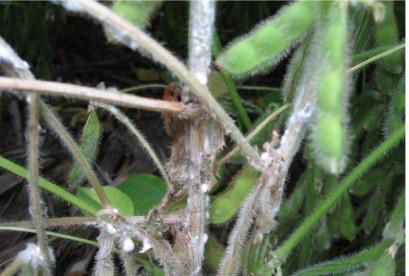 Figure 1. White mold growth on soybean plants.